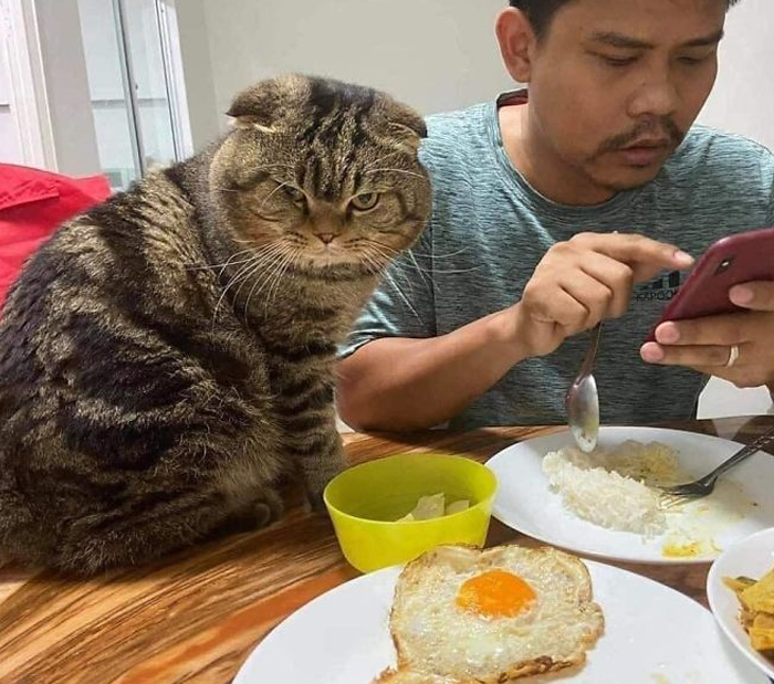 Esta mujer documenta cómo su gato le robó a su marido en 30 adorables fotos