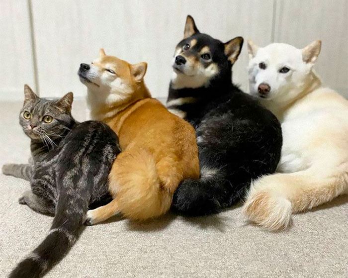 Este encantador gato actúa como si no fuera distinto de sus «hermanos» (30 fotos)
