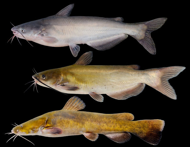 catfish.jpg