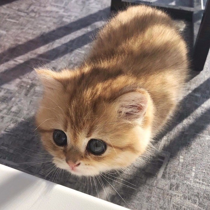 Cats-Preparing-For-Sneak-Attack