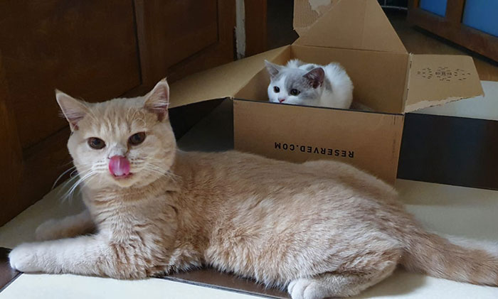 Cats-Preparing-For-Sneak-Attack