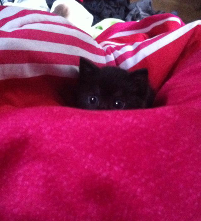 Cats-Preparing-For-Sneak-Attack