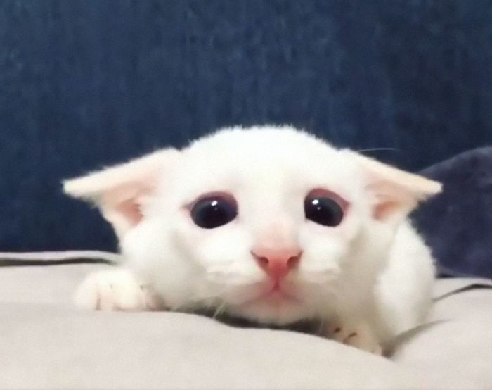 Cats-Preparing-For-Sneak-Attack