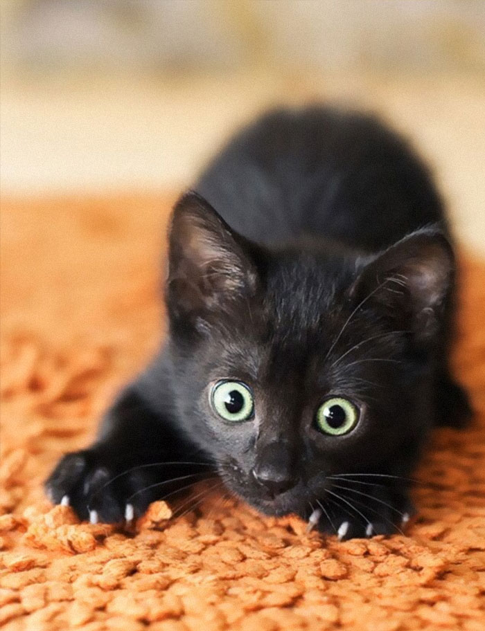 Cats-Preparing-For-Sneak-Attack