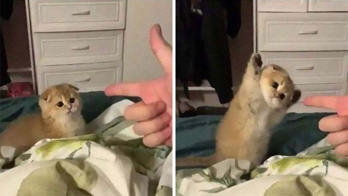 Cats-Preparing-For-Sneak-Attack