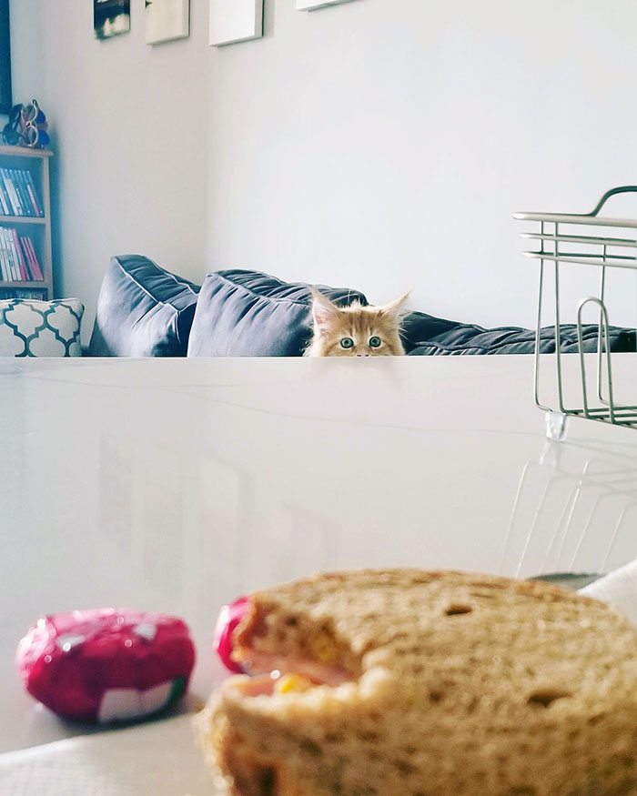 Cats-Preparing-For-Sneak-Attack