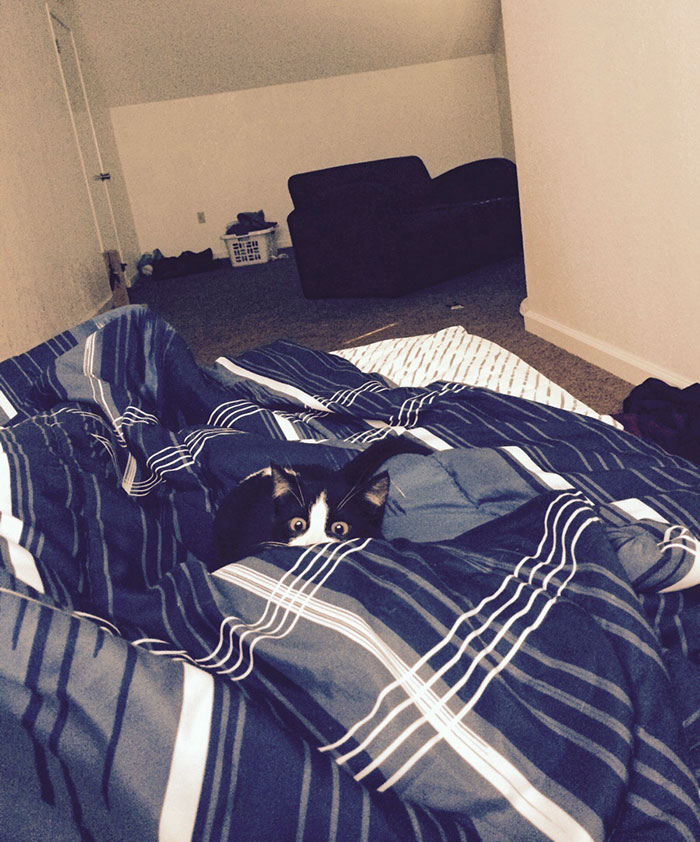 Cats-Preparing-For-Sneak-Attack