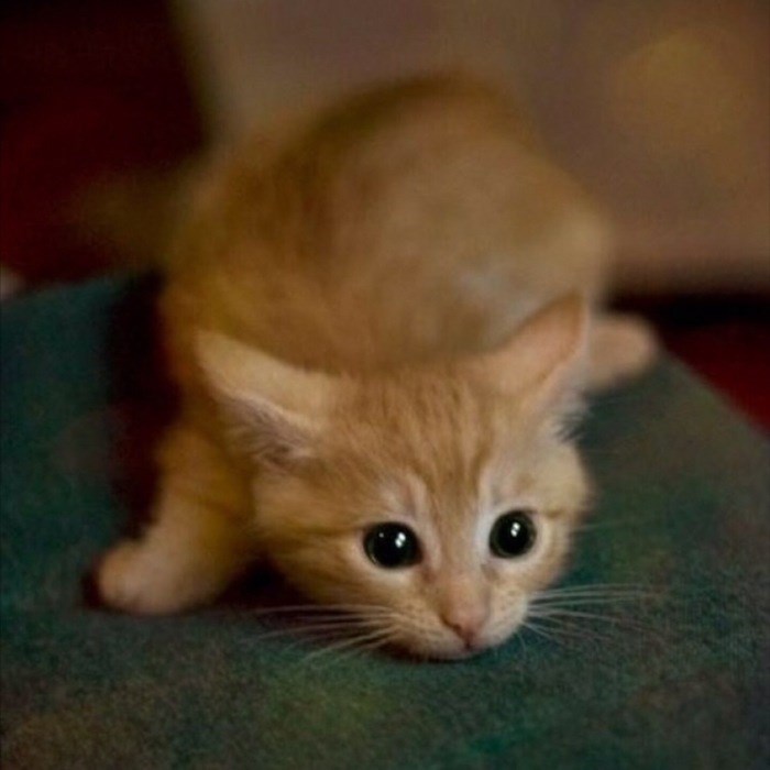 Cats-Preparing-For-Sneak-Attack