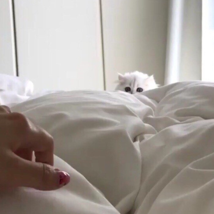 Cats-Preparing-For-Sneak-Attack