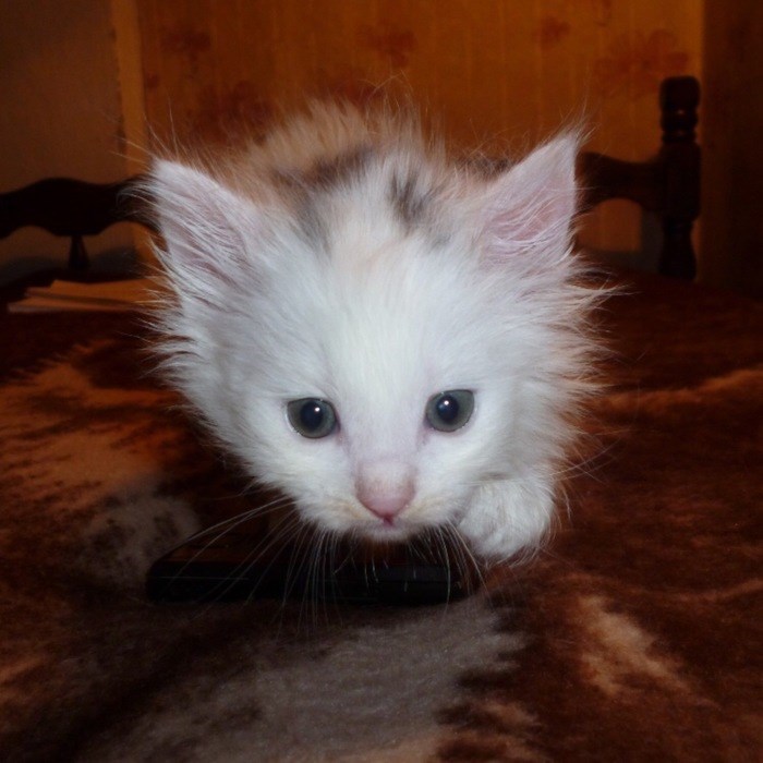 Cats-Preparing-For-Sneak-Attack