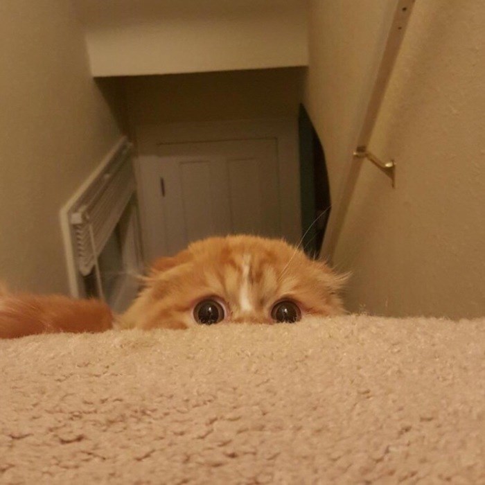 Cats-Preparing-For-Sneak-Attack