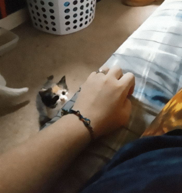 Cats-Preparing-For-Sneak-Attack