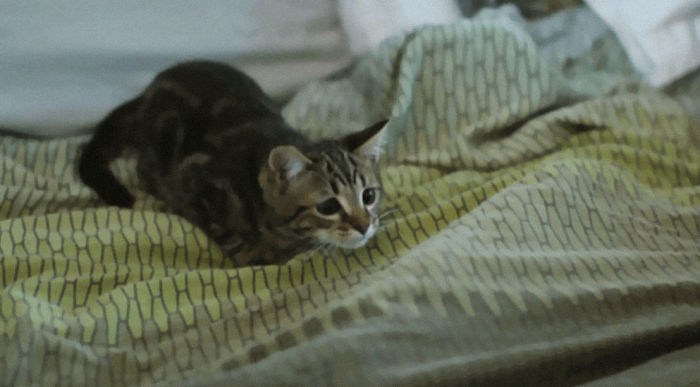 Cats-Preparing-For-Sneak-Attack