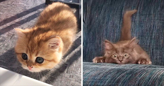 30 Little Kittens Preparing For Their First Sneak Attack Which Probably Won’t Be Too Sneaky