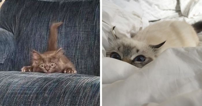 30 Little Kittens Preparing For Their First Sneak Attack Which Probably Won’t Be Too Sneaky