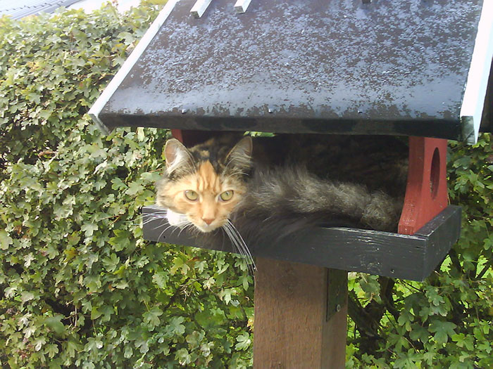 Cats-Raised-By-Birds