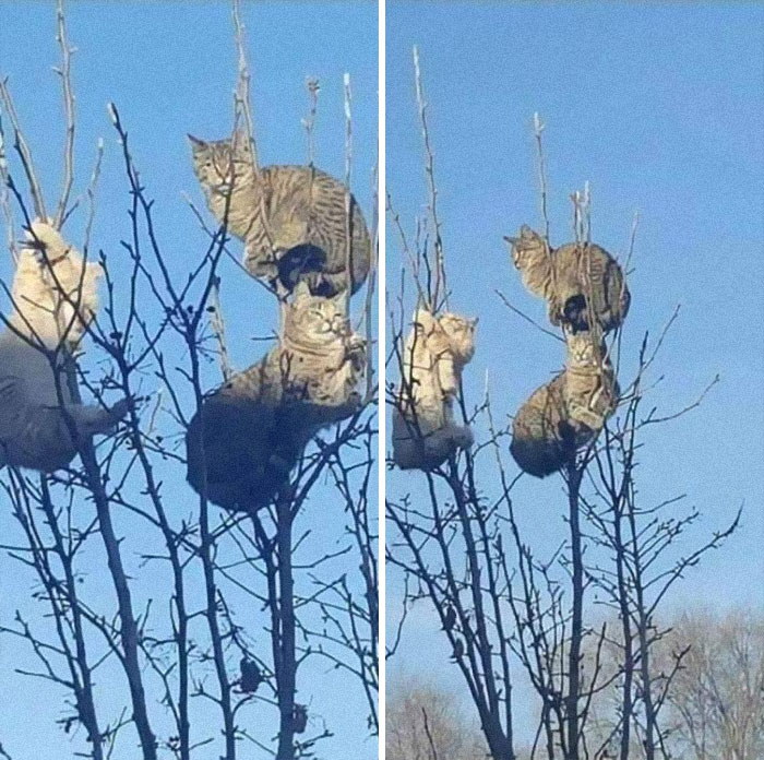 Cats-Raised-By-Birds