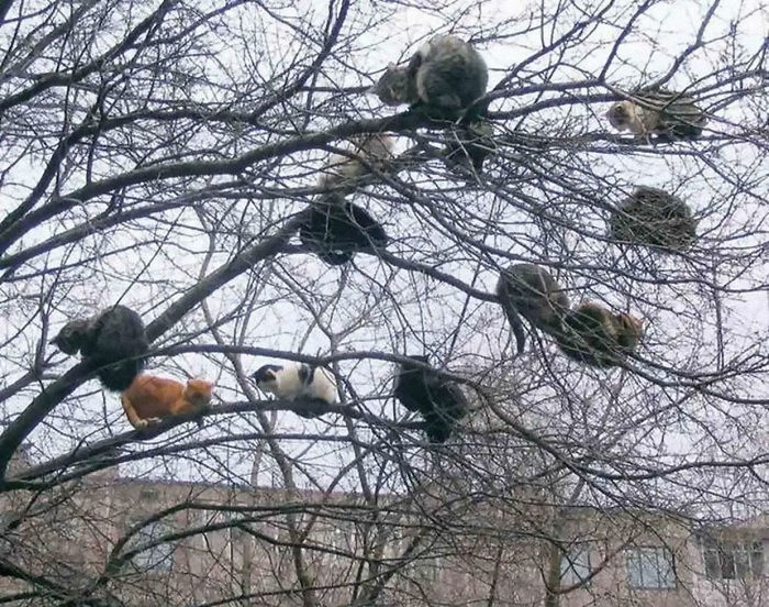 Cats-Raised-By-Birds