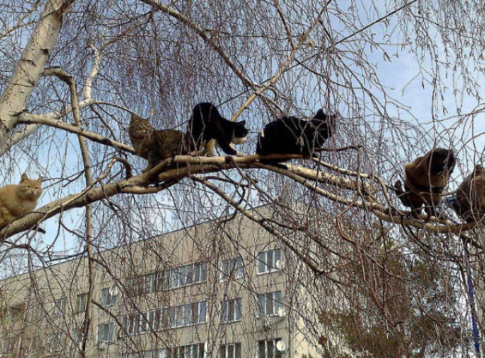 Cats-Raised-By-Birds