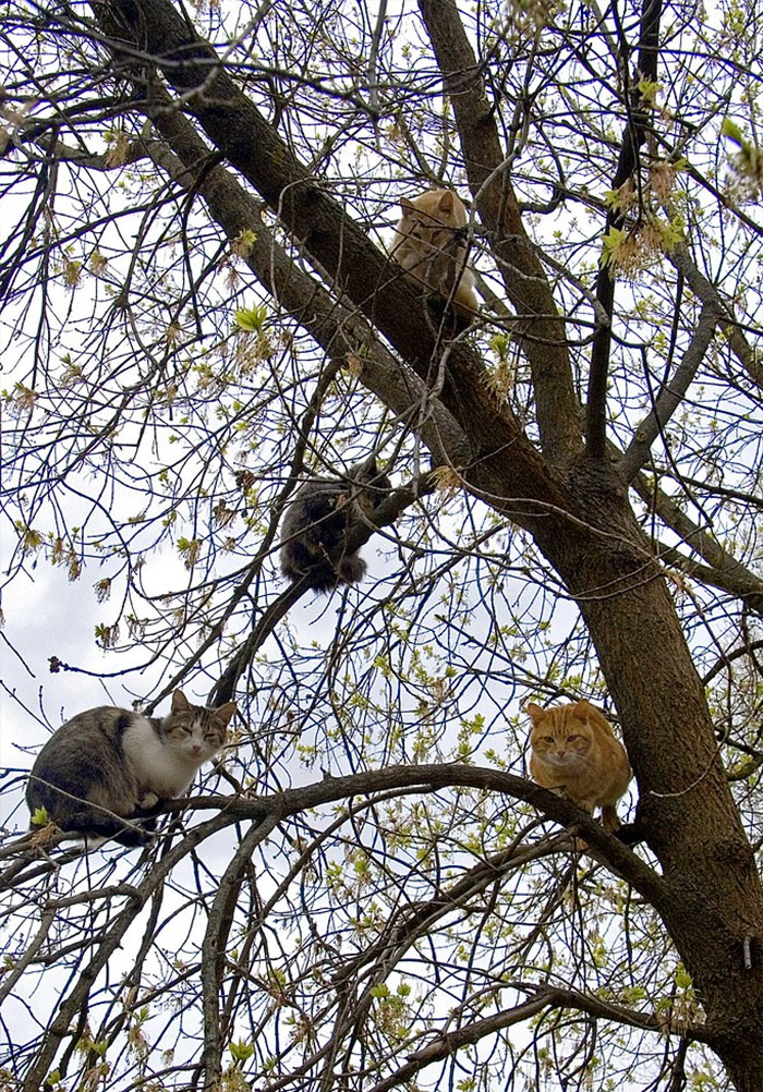 Cats-Raised-By-Birds