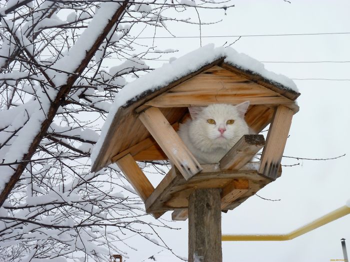 Cats-Raised-By-Birds