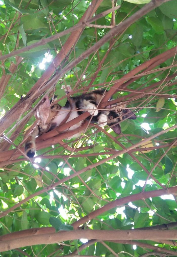 Cats-Raised-By-Birds