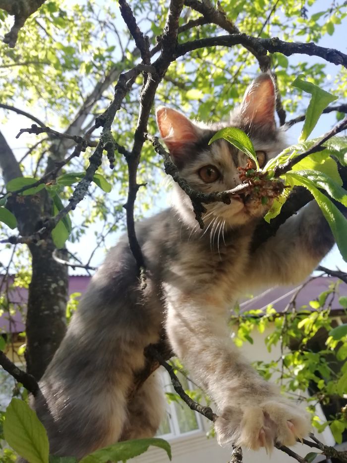 Cats-Raised-By-Birds