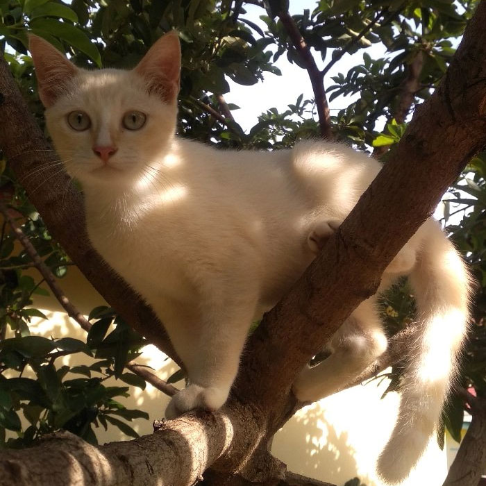 Cats-Raised-By-Birds