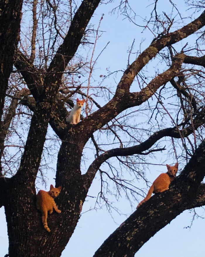 Cats-Raised-By-Birds