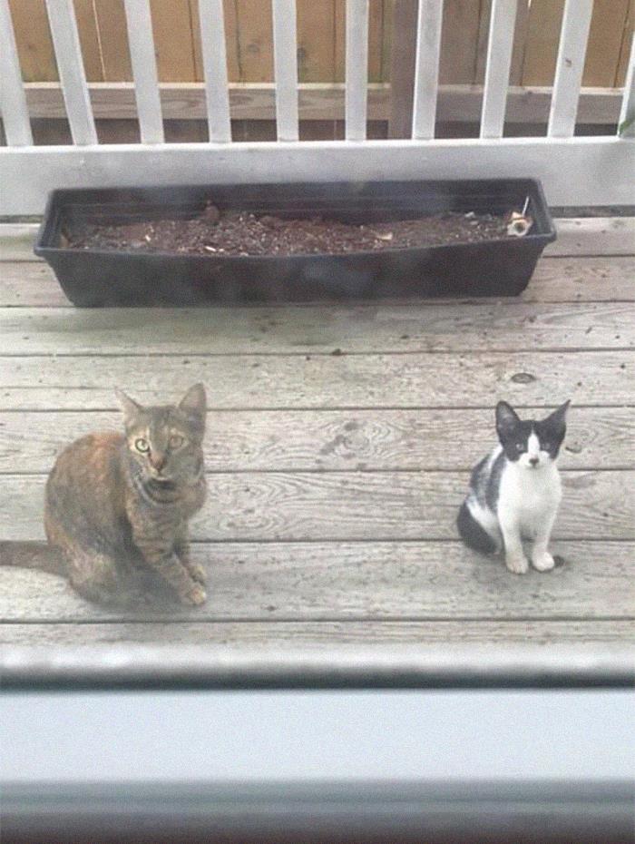 This Stray Mama Has Come Around For A Few Weeks Looking For Food. She Finally Brought Her Baby Around And I Cannot Handle The Politeness