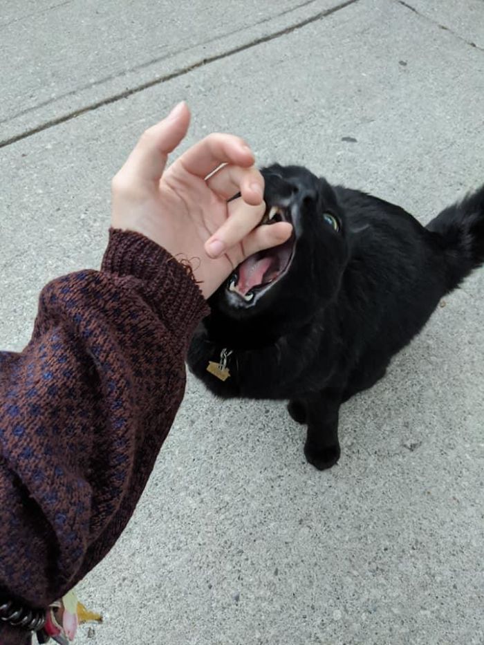 Wow Samhain Doth Approach-Eth!!!🎃🥰! This Cat: Extremely Sweet And Extremely Bitey, And Had The Cuuuuutest Curved Evil Kitty Ears. Anyone Else's Cats Give Friendly Bites Like This???