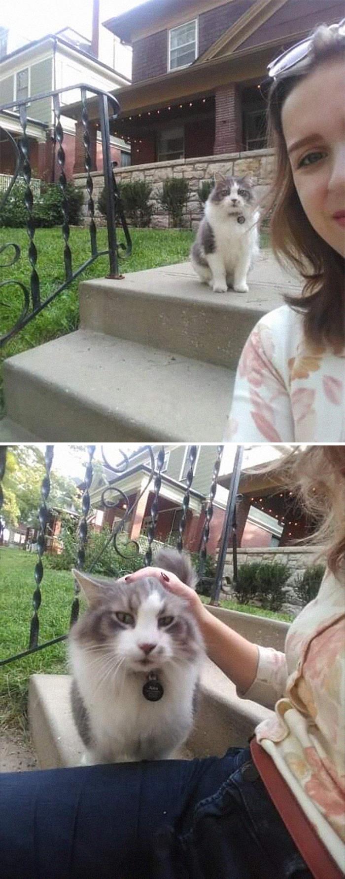 I Met The Cat Of My Dreams Today Named Alex. Pretty Sure He Was A Maine Coon Based On His Sweet Puppy Dog Demeanor. He Demanded Attention And Would Follow Me If I Continued On My Walk. I Was Absolutely Smitten With Him. Please Peruse