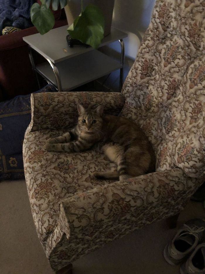 Left The Window Open And Came Home To A Surprise Cat Burglar. Very Polite Company, Mostly Sat Opposite Us And Watched Us Watch TV... 10/10 Camouflage On Armchair & Excellent Guest