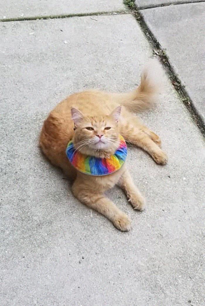 Spotted This Kitty Just Clowning Around Outside My Friend’s Apartment