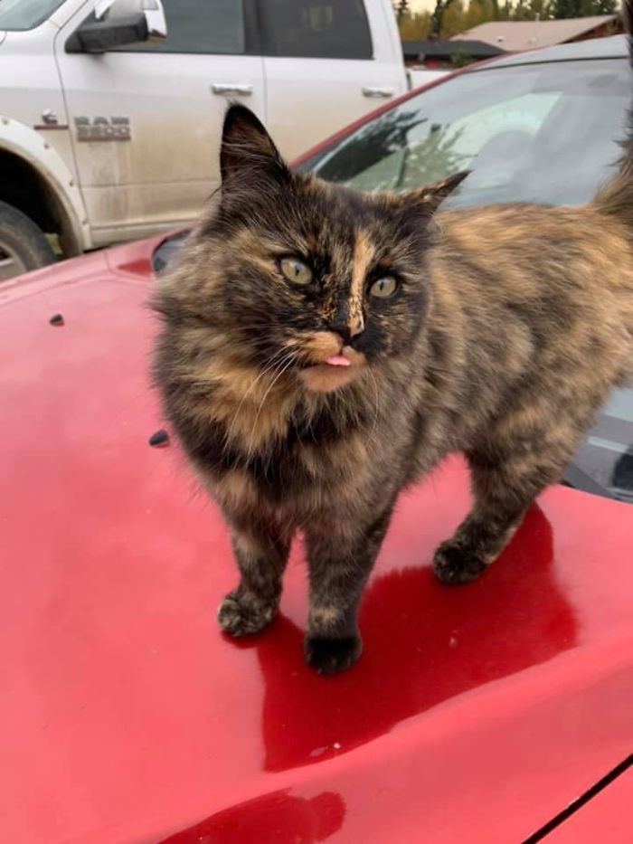 My Car, But Not My Cat. Very Beautiful, Very Friendly, Likes To Stick Her Tongue Out At You & Show Off Her Balancing Skills. Found Out That This Is The Neighbour’s Cat & Her Name Is Foxy. 10000/10