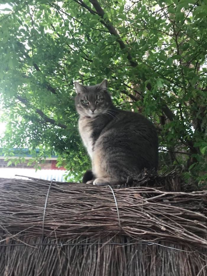 I Sometimes See This Very Soft Owl On My Walk Home. She Has A Pink Collar That Says Either “Grace” Or “Gracie” - Can’t Quite See In Between The Little Chin Scratches She Allows