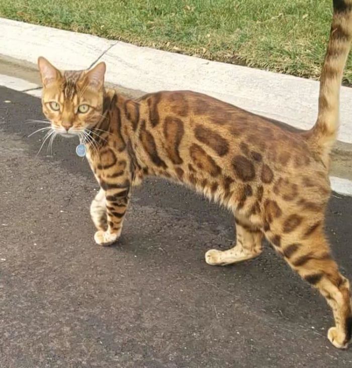 Saw This Beautiful Boy On A Walk. He Was Also Walking, But In The Opposite Direction. He Greeted Us Warmly, But Only Gave Us 30 Seconds Of His Time Before He Continued On His Walk!