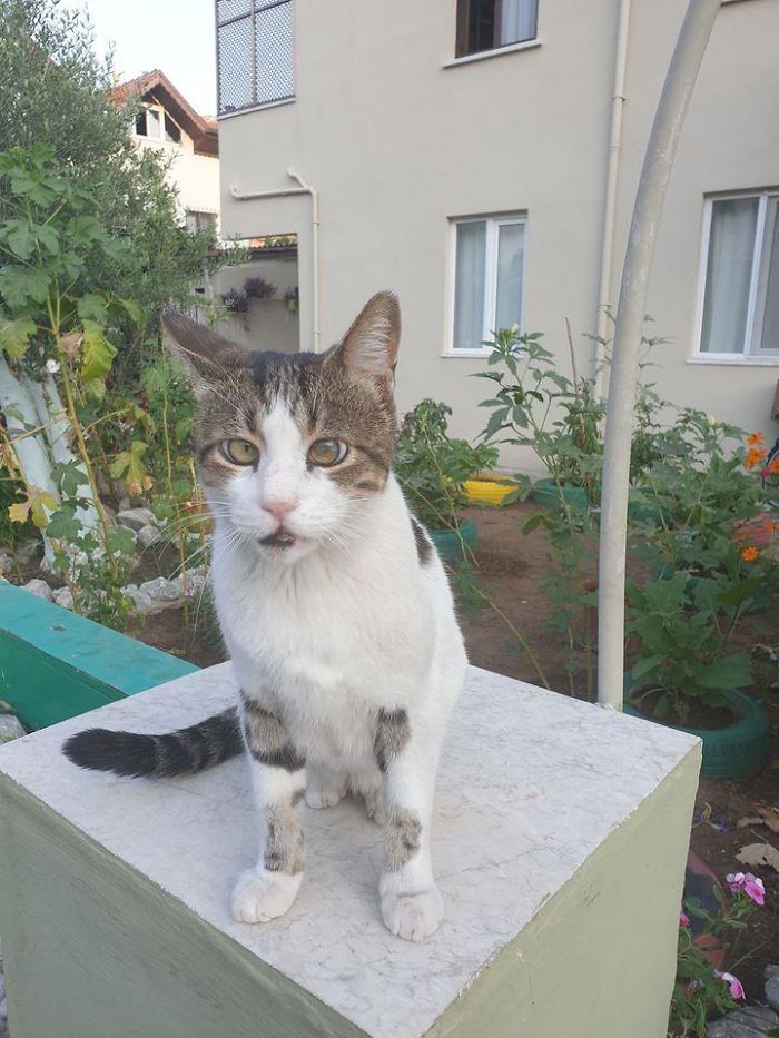 Check Out This Guys Eyes. A Really Friendly Moggy