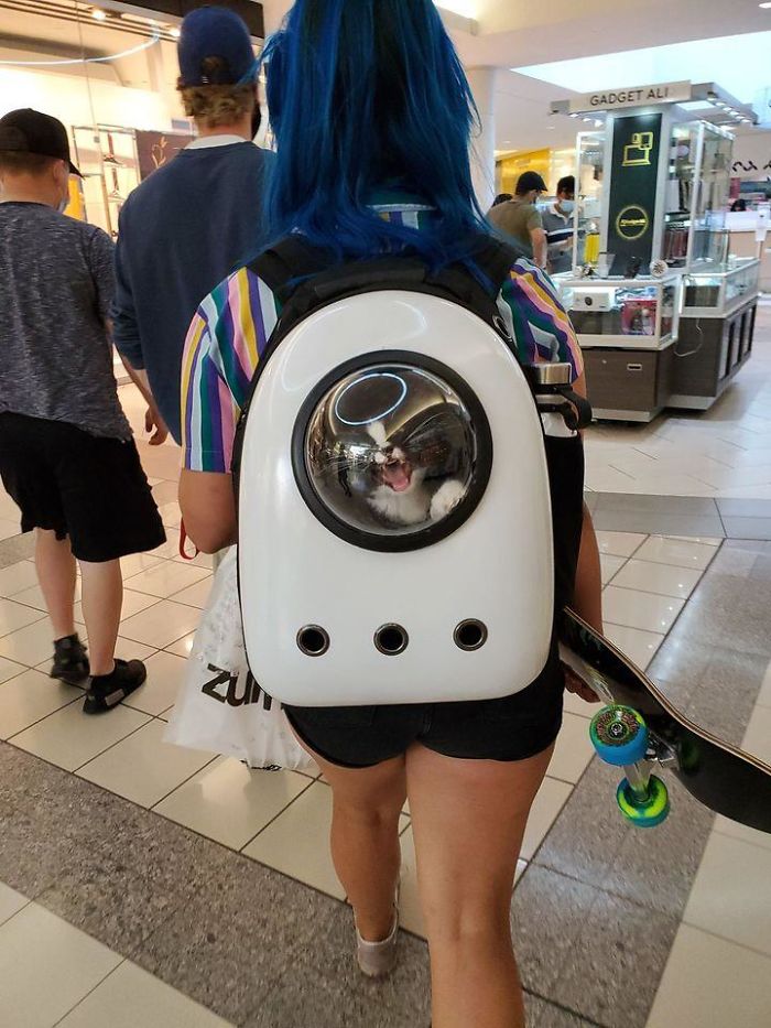 Saw This Cutie In A Backpack Who Mowed At Me!