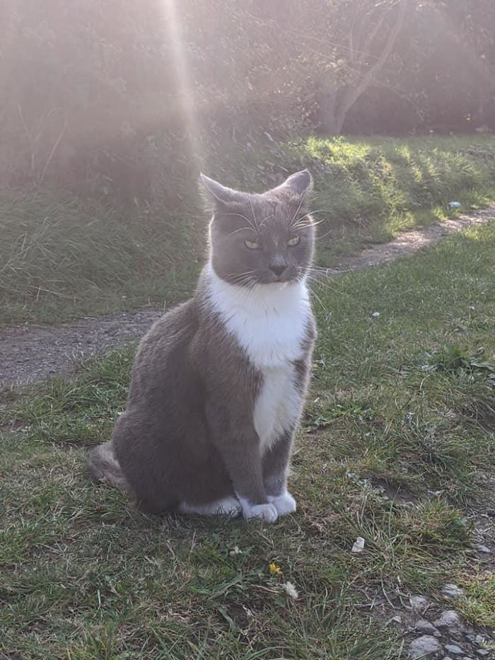 Spotted This Magnificent Big Boy In The Beautiful Cornish Village Of Lizard Today. He Was Very Friendly. No Idea What He Is, But His Yellow Eyes Were Mesmerising.