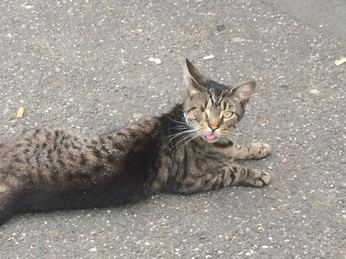 Spotted This One Eyed Beautiful Boy Outside Weatherspoons Sherwood Nottingham UK. Gives Loads Of Cuddles