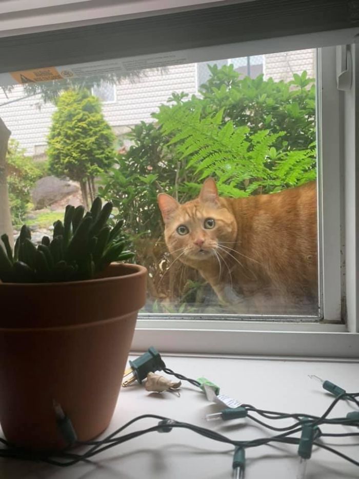 I Was Watching TV In My Living Room, Only To Realize I Too, Was Being Watched. Bc, Canada.