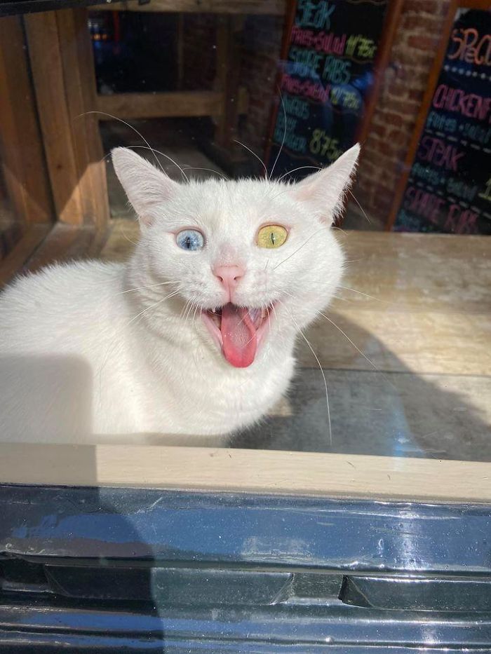 I Saw The Most Beautiful Speepy Angel, Lounging In Their Kingdom. (A Restaurant In My Hometown Amsterdam)