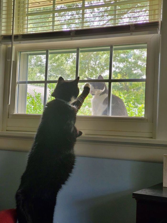 Was On Zoom For Class And Turned Around And Did A Double Take. Inside Cat Mine, Outside Cat Not My Cat. Da Baby (My Cat) Tapped The Window And Outside Cat Looked At Him Like He/She Saw A Ghost And Ran!