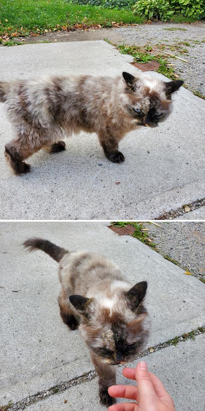 Met This Grumpy Fluff Ball On My Walk Today. Accepted Two Pats Before Moving On With His Very Busy Schedule.