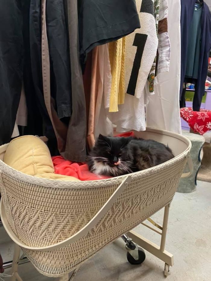 There Was A Thrift Shop In Ogunquit, Maine That Was Also A Home To This Pretty Kitty Along With Three Others! The Store Is A Cat Sanctuary/No-Kill Shelter And They Take In Strays And Give Them Up For Adoption 🥺 All Money Made Goes To The Kits