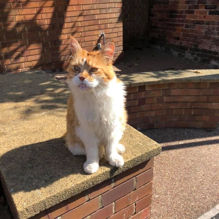 Stumbled On This Super Old Trooper Today. Even Broke Social Distancing Rules To Give Him A Head Scratch. Massive Paws. 12/10 Worth A Bit Of Hand Sanitising Afterwards