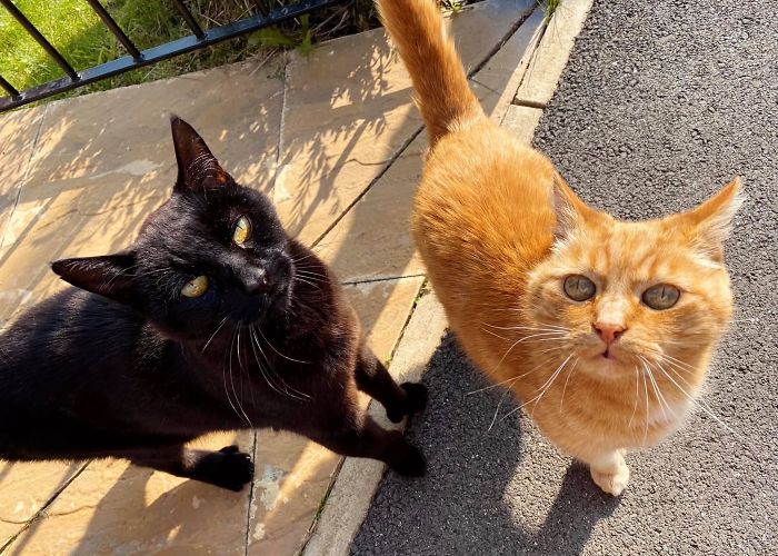 Saw This Beautiful Duo On My Walk This Morning. They Both Came Running Over For Scritches