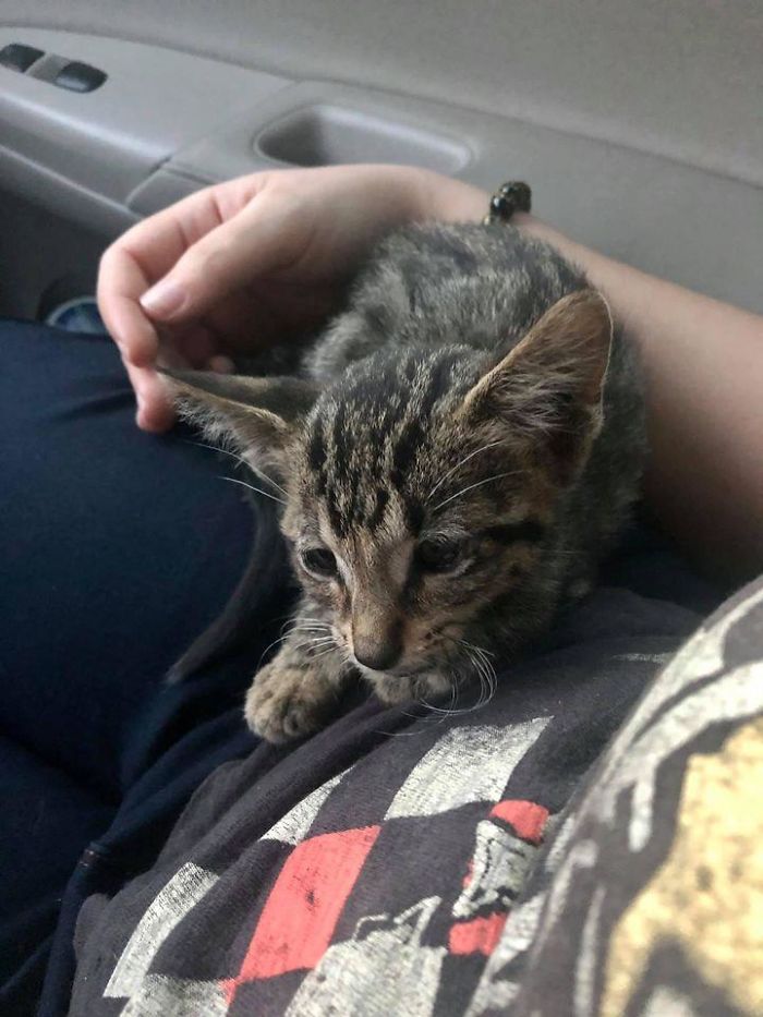 My Boyfriend And I Rescued This Little Guy Off The Side Of The Side Of The Road. He’s So Little! Poor Little Guy Kept Almost Running Out Into The Road Crying For Help
