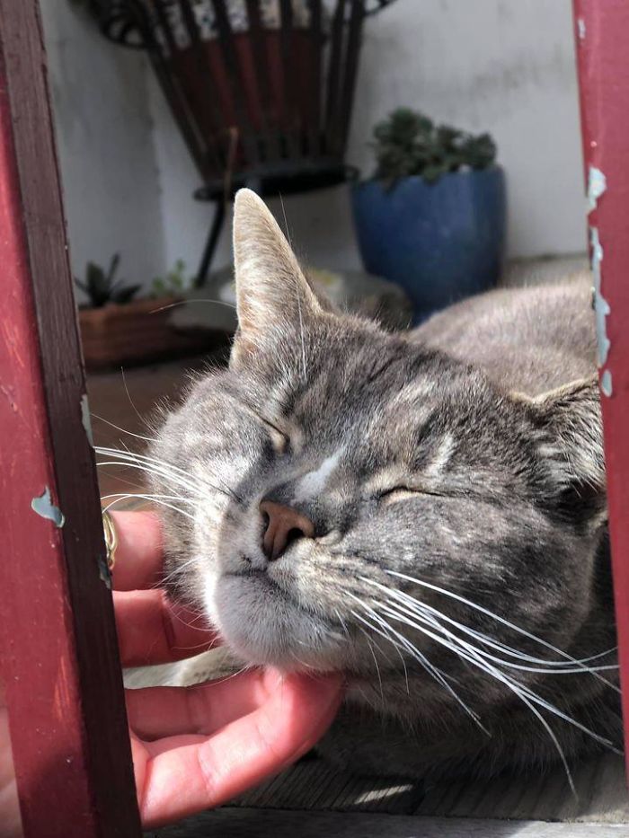 Think I Ran Into The Same Kitty Enjoying The Sun Again